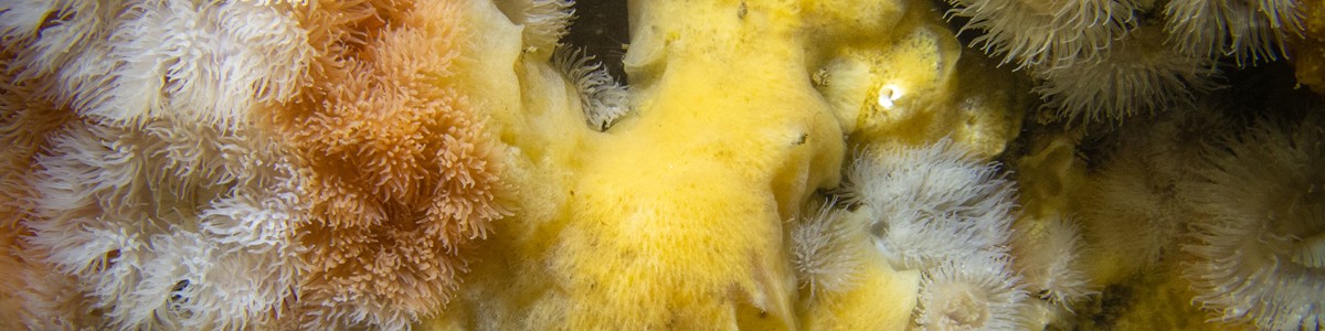 Together with an unidentified sponge (yellow). (Newquay, 5/07/2019)